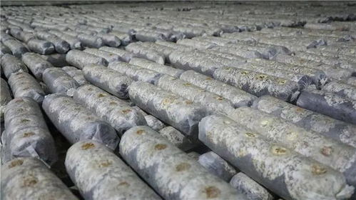 山阳 商南6个重点项目接受全市 检阅
