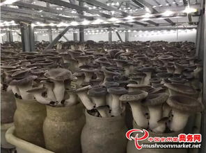 2017年河南省食用菌产业发展大会在许昌隆重开幕