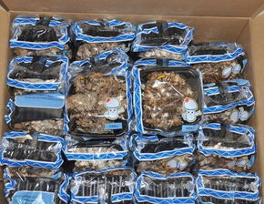 灰树花 新鲜舞茸maitake 工厂价销售 优质产品大量供应价格 厂家 图片