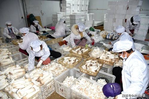 孟州化工镇 小 菌棒 长出大效益