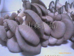 产品展示 莘县山森食品厂