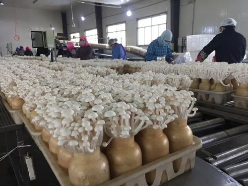 探索ing 蘑菇君 带您走进北辰休闲新部落