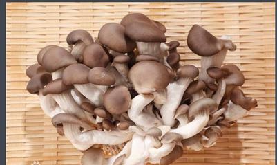 盘点深山老林里那些野生食用菌，你们吃过几种？
