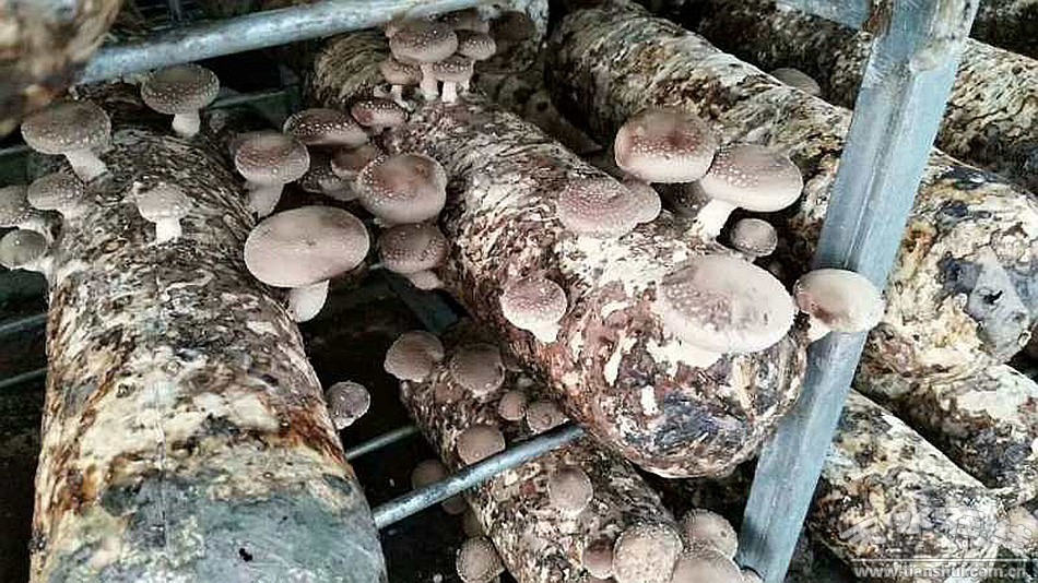 刘天波调研食用菌和花卉产业园生产运营情况 聚焦产业升级，助力乡村振兴