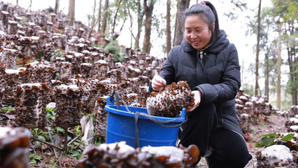 不误农时春收忙 贵州省剑河县食用菌产销两旺