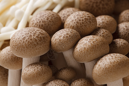 食用菌